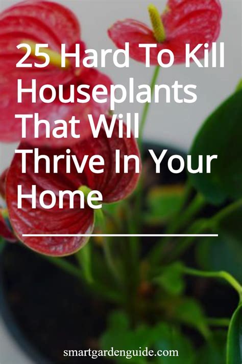 25 Hard To Kill Houseplants That Will Thrive In Your Home Indoor