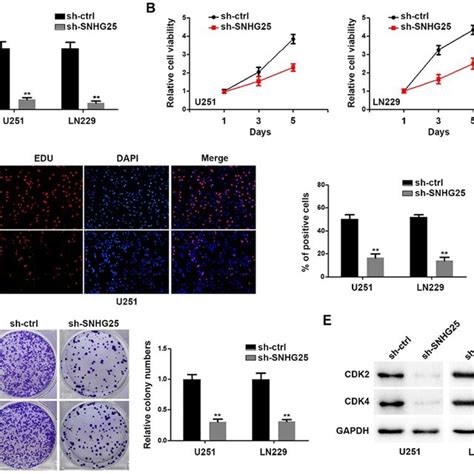 Snhg Promotes Gbm Proliferation A Relative Expression Of Snhg In