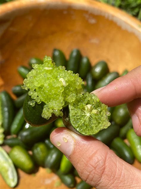 Caviar Lime (Finger Lime) Box – Miami Fruit