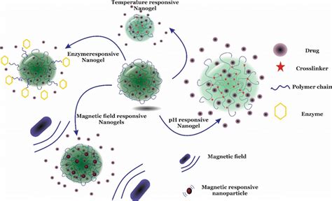 Scheme Of Different Stimuli Responsive Nanogels In Response To