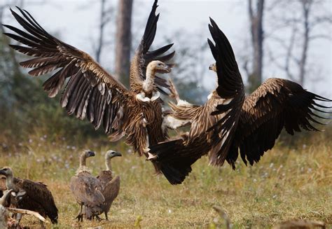 Vulture Bird Eating Human