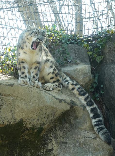 多摩動物公園 公式 On Twitter こちらでも、暖かい日差しの中でのんびりしているようでした。 アムールトラ ユキヒョウ