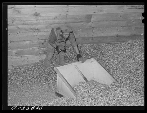 Scooping Dried Hops From Drying Free Photo Rawpixel