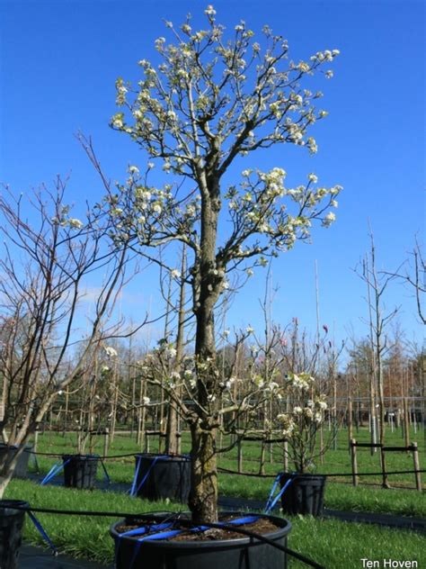 Pyrus Calleryana Chanticleer Als Tuinbonsai