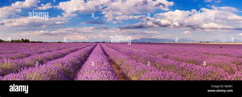 Blooming Fields Of Lavender On The Valensole Plateau In The Provence In