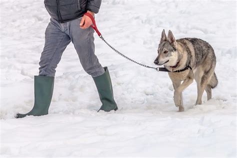 How To Have A Safe Winter Walk Dgp For Pets