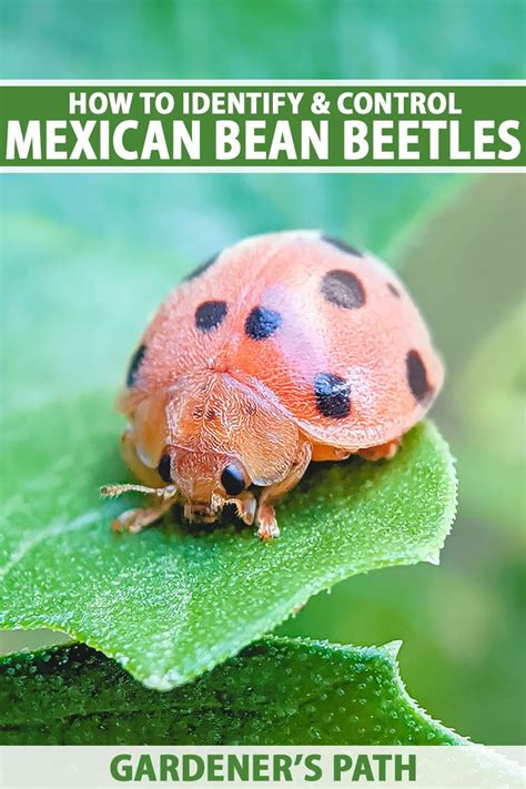 How To Identify And Control Mexican Bean Beetles