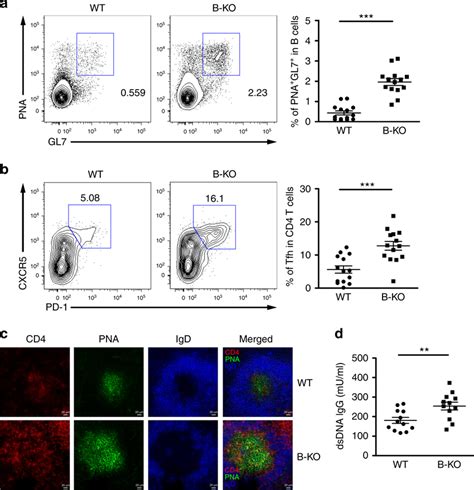 Loss Of MiR 146a In B Cells Led To Spontaneous GC Reactions In Aged