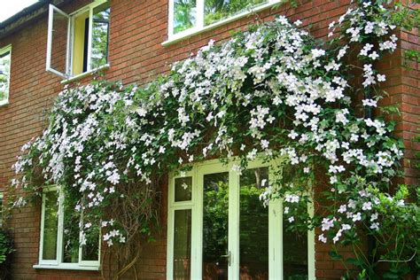 Clematis Plant Varieties | Pictures + Care - MyMyDIY | Inspiring DIY Projects