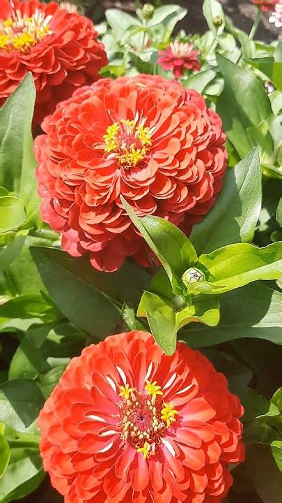 Кустовая Циния 2024г. - YouTube