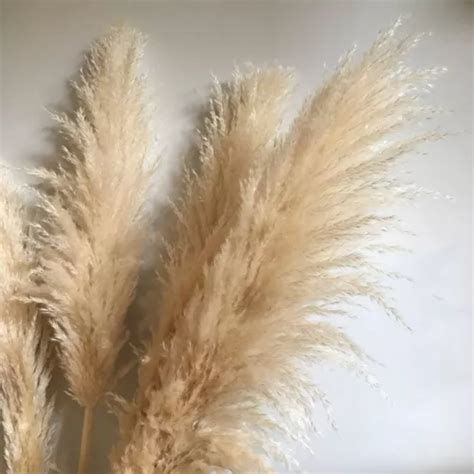 Capim Dos Pampas Plumas Hastes Natural Decora O Parcelamento