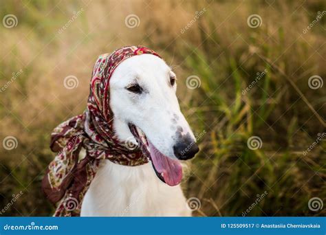 Profile Portrait Of Gorgeous Russian Borzoi Dog In The Scarf A La Russe