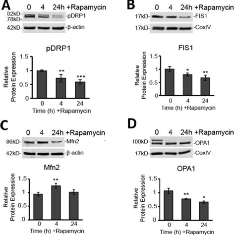 Rapamycin Treatment Alters Expression Of Fission And Fusion Proteins