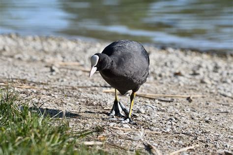 Eurasian Coot Fulica Atra - Free photo on Pixabay - Pixabay