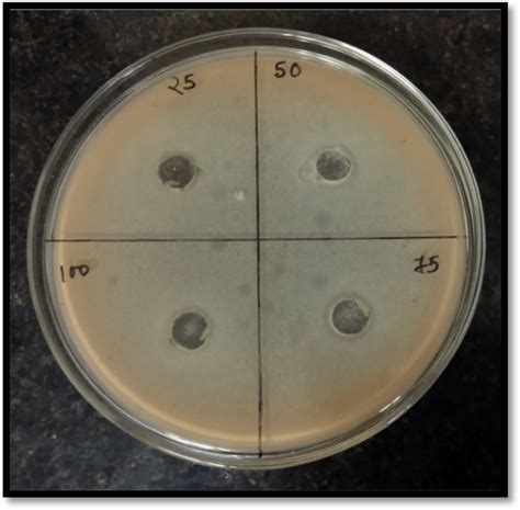 Antibacterial Activity Of G Mgo Nps Synthesized Using Carica Papaya