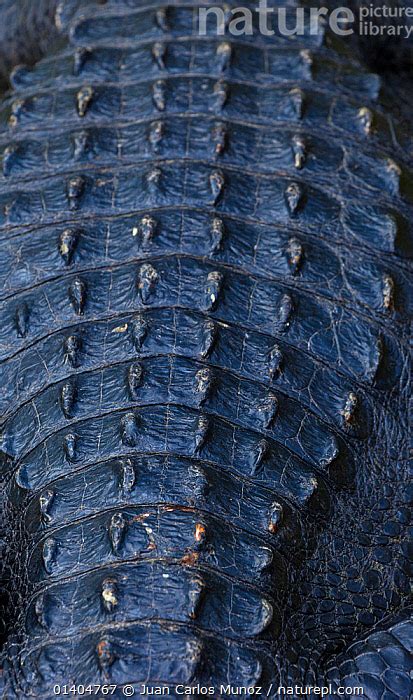 Stock Photo Of Dorsal Scales Of American Alligator Alligator