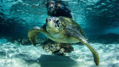 Marine Life of The Galapagos Islands | Go Galapagos