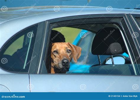 Dog In Car Stock Images - Image: 2145154