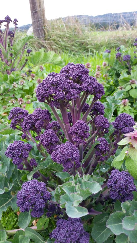 Purple Sprouting Broccoli Guide For Pnw Growers Organic Seed Alliance