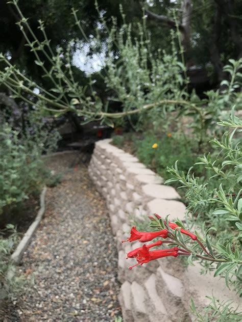 Epilobium Canum California Fuchsia Gogomatador Flickr