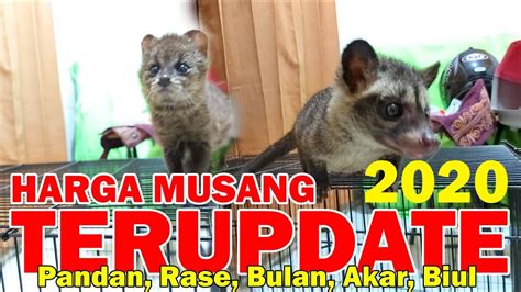 Harga Musang Terbaru Pandan Rase Bulan Akar Biul Youtube