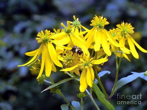 Bumble Bee Daisies Photograph By Mindy Newman Fine Art America