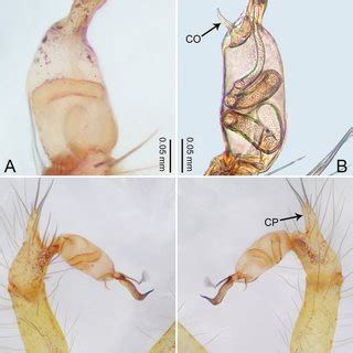 Merizocera Kandy Sp Nov Holotype Male And Paratype Female A