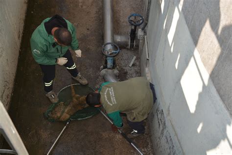 TARSUS DOĞA PARKINDA TEDAVİSİ YAPILAN ÇAKAL DOĞAL YAŞAM ALANINA