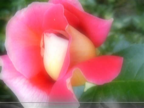 WP Glowing Rose 02 by sweetlilfly on DeviantArt