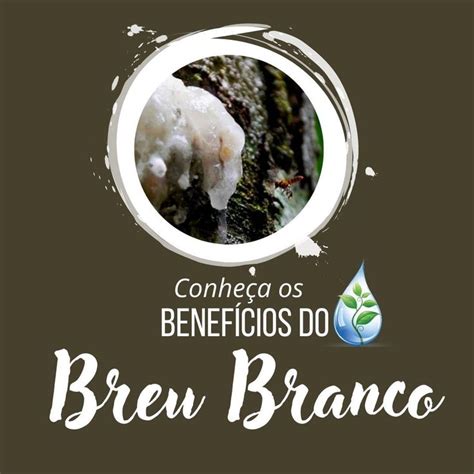 Andrea Balieiro Aromaterapia on Instagram O óleo essencial de breu