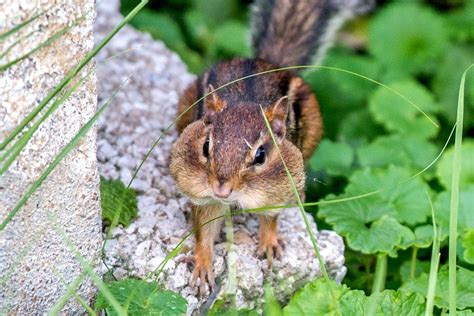 4 Good Ways To Get Rid Of Chipmunks