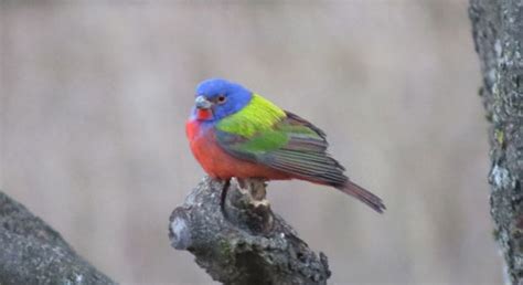 Painted Bunting Far From Home - The National Wildlife Federation Blog