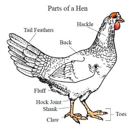 Basic Chicken Anatomy 101 | Happy Morning Farm