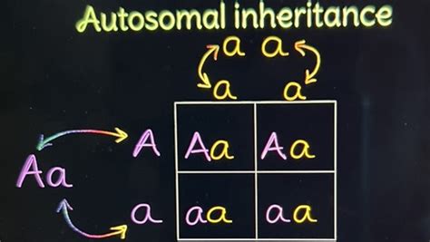 Sex Linked Inheritance Flashcards Quizlet