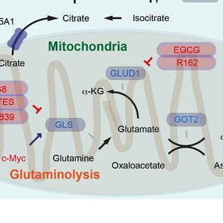 Regulation of glutaminolysis and acetate metabolism. The inhibition... | Download Scientific Diagram