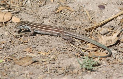 Desert Grassland Whiptail Lizard Facts And Pictures Reptile Fact