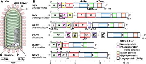 Frontiers Rna Synthesis And Capping By Non Segmented Negative Strand