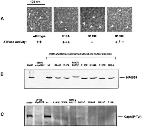 Biochemical Properties Of Hp Mutant Proteins In H Pylori And Test