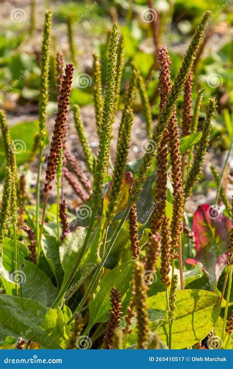 Plantain Flowering Plant On Sandy Soil. Plantago Major Broadleaf Plantain, White Man`s Foot Or ...