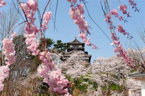 Cherry Blossoms／桜 Nagoya Travel Guide Meitetsu World Travel