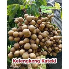 Jual BIBIT KELENGKENG KATEKI JUMBO ORIGINAL OKULASI Shopee Indonesia