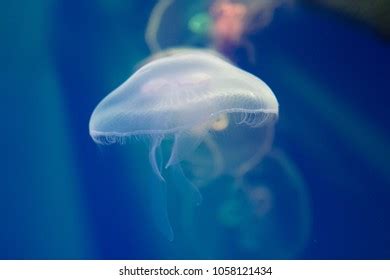 Closeup Sea Moon Jellyfish Translucent Blue Stock Photo