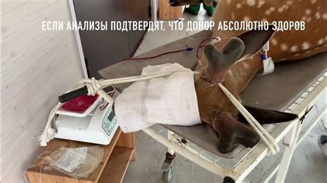 DEERPHARM_ТЕХНОЛОГИИ - YouTube