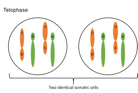 Mitosis And Meiosis Genetics Agriculture And Biotechnology