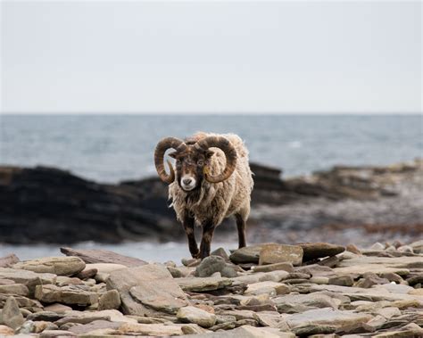 North Ronaldsay Sheep: The Unique Seaweed-eating Sheep Of Scotland