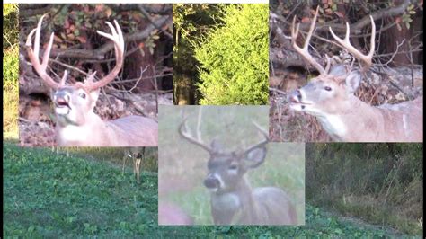 A Deer Hunt To Remember Big Illinois Bucks Crossbow Deer Hunting