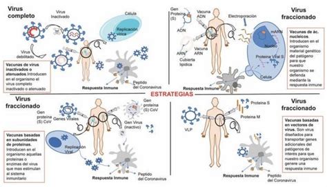 Coronavirus Por Qu Vamos A Necesitar M S De Una Vacuna Contra El