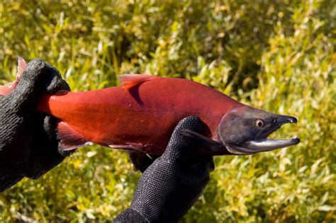 Kokanee Salmon Pinedale Online News Wyoming