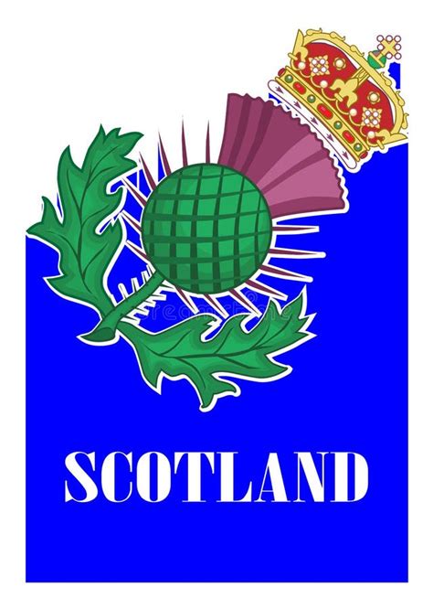 Thistle Symbol of Scotland on White Stock Vector - Illustration of plant, sharp: 116701125