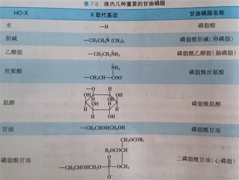 生物化学第七章脂质代谢（一） 哔哩哔哩